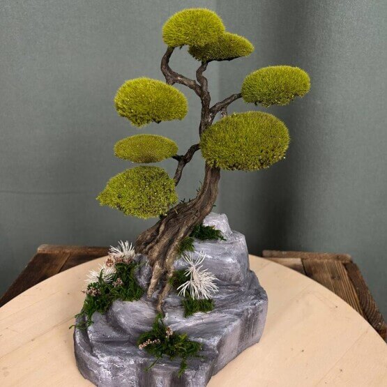 Бонсай стабилизированный