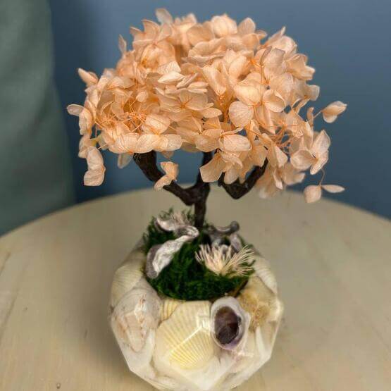 Бонсай мини Гортензия