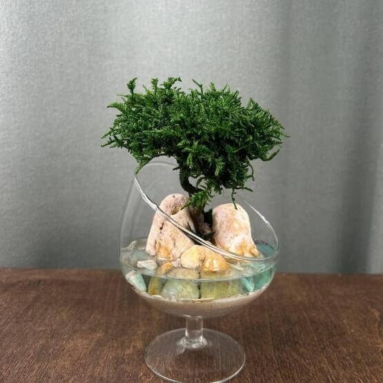 Моссариум «Анабель»