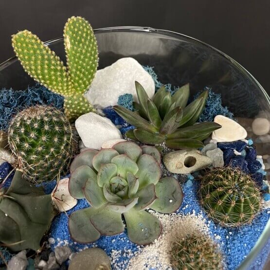 Флорариум "Голубая лагуна"