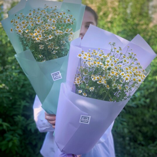 Кустовая ромашка