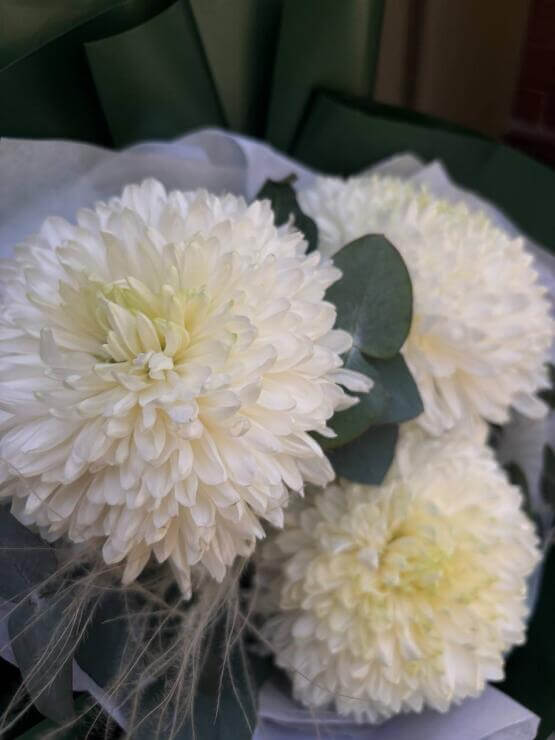 Белые хризантемы