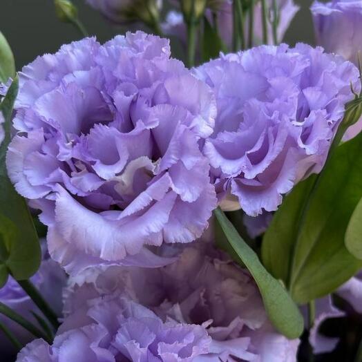 Лавандовое кружево