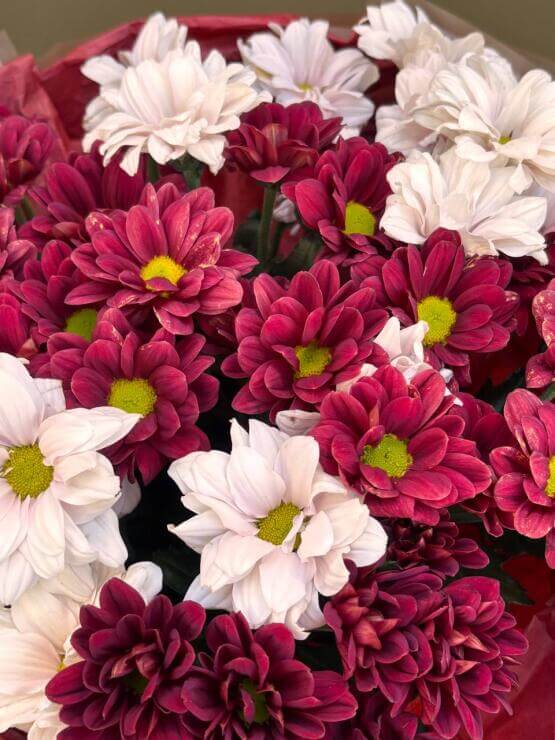 Букет из хризантем, красная и лавандовая кустовая