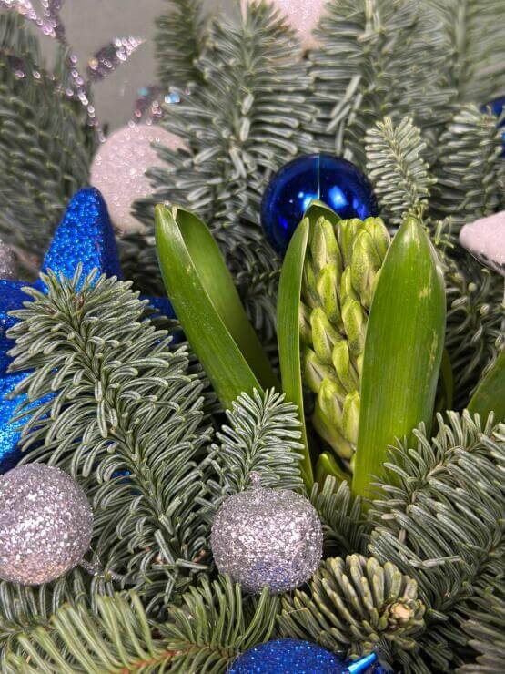 Зимний Гиацинт