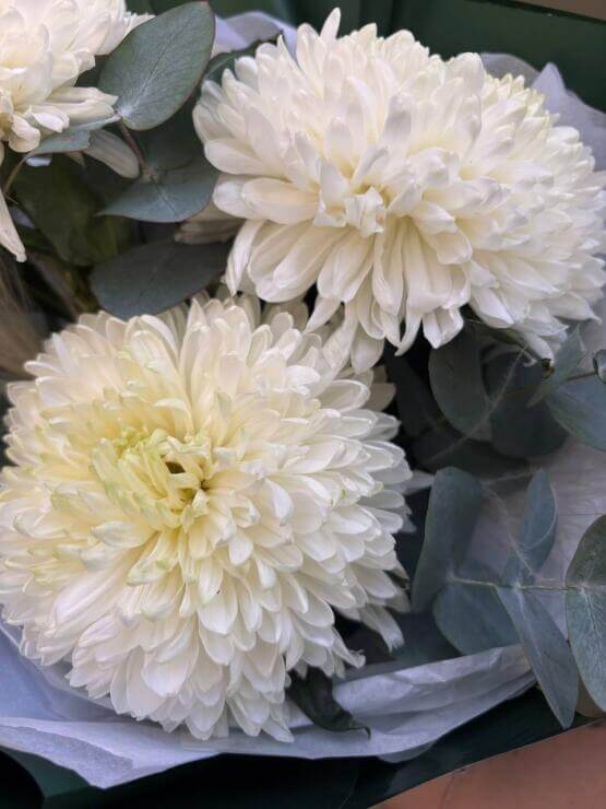 Белые хризантемы
