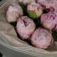 11 пионов Сара Бернард