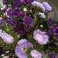 Микс из астры "Полночь"