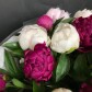 Микс пионов
