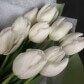 Моно белые тюльпаны