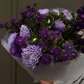 Микс из астры "Полночь"