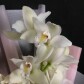 Моно орхидеи