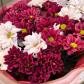 Букет из хризантем, красная и лавандовая кустовая