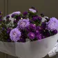 Микс из астры "Полночь"