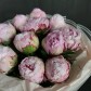 11 пионов Сара Бернард