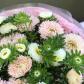 Белые и розовые кустовые астры